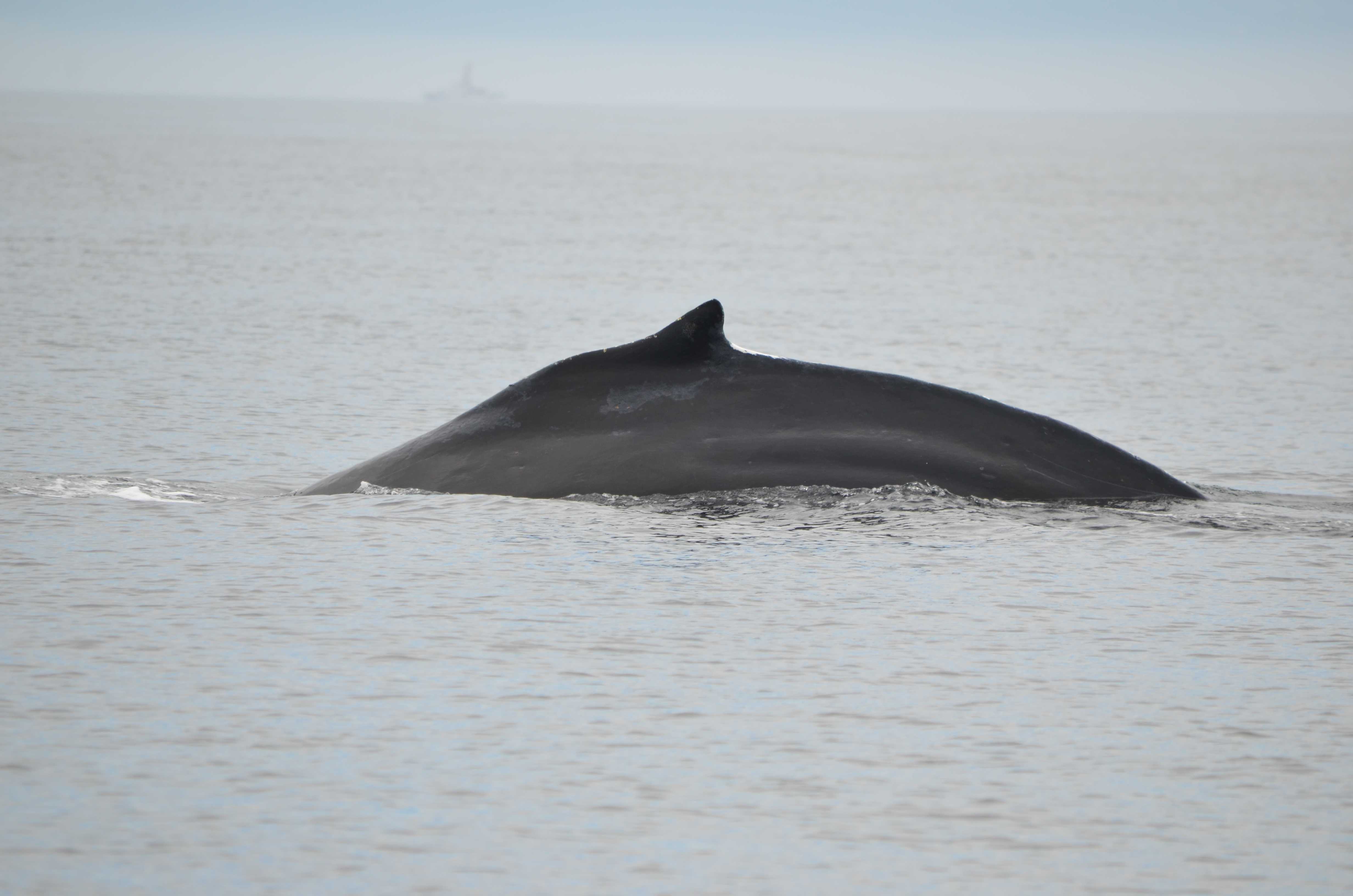 photos/wildlife/Mammal_Species/Humpback Whale/DSC_0063.JPG